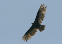 Filename=Greater-yellow-headed-.jpg
Filesize=56KiB
Dimensions=700x500
Date added=Jul 11, 2010 Greater-yellow-headed-.jpg