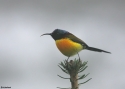 Filename=Green-tailed-Sunbird-INDIw.jpg
Filesize=43KiB
Dimensions=700x500
Date added=Jun 07, 2010 Green-tailed-Sunbird-INDIw.jpg