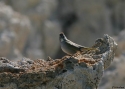 Green-tailed-Towhee.jpg