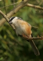 Filename=Grey-backed-Shrike-INDIAw.jpg
Filesize=75KiB
Dimensions=500x700
Date added=Jun 07, 2010 Grey-backed-Shrike-INDIAw.jpg