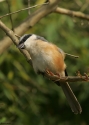 Grey-backed-Shrike-INDIAw.jpg