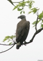 Grey-headed-Fish-Eagle-w.jpg