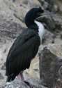 Guany-cormorant.jpg
