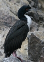 Filename=Guany-cormorant.jpg
Filesize=213KiB
Dimensions=500x700
Date added=Jul 11, 2010 Guany-cormorant.jpg