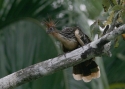 Hoatzin.jpg