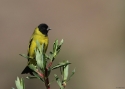 Hooded-Siskin-PERUU-201.jpg