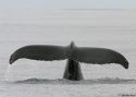 Humpback-Whale-U.jpg