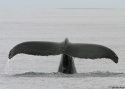 Filename=Humpback-Whale-U.jpg
Filesize=56KiB
Dimensions=700x500
Date added=Nov 11, 2008 Humpback-Whale-U.jpg