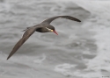 Inca-tern-PERUU-2014.jpg