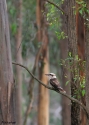 KOOKABURRA--MT-TAYLOR.jpg