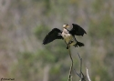Filename=LITTLE-PIED-CORM-MAR.jpg
Filesize=42KiB
Dimensions=700x500
Date added=Feb 17, 2008 LITTLE-PIED-CORM-MAR.jpg