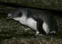 Little-Penguin--Bicheno-s.jpg