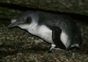 Filename=Little-Penguin--Bicheno-s.jpg
Filesize=79KiB
Dimensions=700x500
Date added=Feb 17, 2008 Little-Penguin--Bicheno-s.jpg