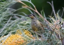 Filename=MACLEAYS-HONEYEATER-JULAT.jpg
Filesize=80KiB
Dimensions=700x500
Date added=Feb 17, 2008 MACLEAYS-HONEYEATER-JULAT.jpg