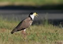 MASKED-LAPWING-SNUG.jpg