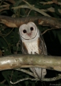 MASKED-OWL-JULAT.jpg