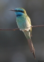 Filename=MERORI-IIS.jpg
Filesize=63KiB
Dimensions=500x700
Date added=Dec 31, 2008 MERORI-IIS.jpg