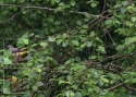 Filename=MOTCIN-M-13_6_09web.jpg
Filesize=95KiB
Dimensions=700x500
Date added=Jun 15, 2009 MOTCIN-M-13_6_09web.jpg