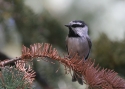 Filename=Mountain-Chickadee.jpg
Filesize=93KiB
Dimensions=700x500
Date added=Nov 11, 2008 Mountain-Chickadee.jpg