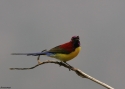 Filename=Mrs-Goulds-SB-INDIAw.jpg
Filesize=54KiB
Dimensions=700x500
Date added=Jun 07, 2010 Mrs-Goulds-SB-INDIAw.jpg