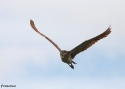 NANKEEN-NIGHT-HERON-CAIR.jpg