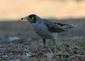 Filename=NOISY-MINER--BARMAH.jpg
Filesize=63KiB
Dimensions=700x500
Date added=Feb 17, 2008 NOISY-MINER--BARMAH.jpg