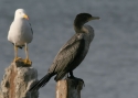 Filename=Neotropic-Cormorant.jpg
Filesize=102KiB
Dimensions=700x500
Date added=Jul 12, 2010 Neotropic-Cormorant.jpg