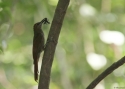 Filename=Northern-Barred-Woodcreeper.jpg
Filesize=111KiB
Dimensions=700x500
Date added=Jun 19, 2014 Northern-Barred-Woodcreeper.jpg
