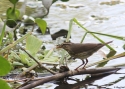 Northern-Waterthrush-Gamboa.jpg