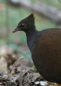 Filename=ORANGE-FOOTED-SCRUBFOWL-JU.jpg
Filesize=63KiB
Dimensions=500x700
Date added=Feb 17, 2008 ORANGE-FOOTED-SCRUBFOWL-JU.jpg