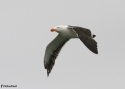 PACIFIC-GULL--LAKES-ENTR.jpg