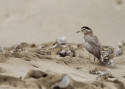 PERUVIAN-THICK-KNEE-PERU.jpg