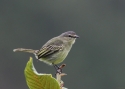 PERUVIAN-TYRANNULET-PERUU.jpg