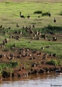 PLUMED-WHISTLING-DUCK-MAL.jpg