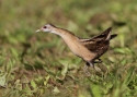 Filename=PORPAR-15_6_2012w.jpg
Filesize=96KiB
Dimensions=700x500
Date added=Jun 17, 2012 PORPAR-15_6_2012w.jpg
