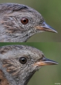 Filename=PRUMOD-ADJUV-AARDLA-11_9_15.jpg
Filesize=362KiB
Dimensions=500x700
Date added=Sep 11, 2015 PRUMOD-ADJUV-AARDLA-11_9_15.jpg