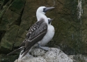 Filename=Peruvian-Booby.jpg
Filesize=228KiB
Dimensions=700x500
Date added=Jul 12, 2010 Peruvian-Booby.jpg