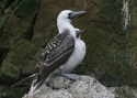 Peruvian-Booby.jpg