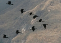 Filename=Puna-Ibis.jpg
Filesize=172KiB
Dimensions=700x500
Date added=Jul 12, 2010 Puna-Ibis.jpg