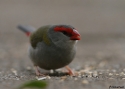 Filename=REDBROWED-FINCH-LAMING.jpg
Filesize=36KiB
Dimensions=700x500
Date added=Feb 17, 2008 REDBROWED-FINCH-LAMING.jpg