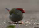 REDBROWED-FINCH-LAMING.jpg