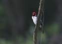 Filename=Red-capped-cardinal.jpg
Filesize=131KiB
Dimensions=700x500
Date added=Jul 12, 2010 Red-capped-cardinal.jpg
