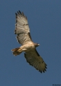 Red-tailed--Hawk--U.jpg