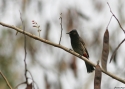 Red-vented-Bulbul-INDIAw.jpg