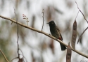 Filename=Red-vented-Bulbul-INDIAw.jpg
Filesize=77KiB
Dimensions=700x500
Date added=Jun 07, 2010 Red-vented-Bulbul-INDIAw.jpg