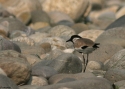 River-Lapwing-INDIAw.jpg