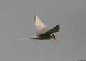 River-Tern-INDIA-2010w.jpg