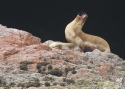 SA-sea-lion-PERUU-2014-829.jpg