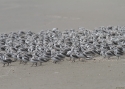 SANDERLING-PERUU-20.jpg