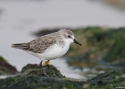 SEMIPALMATED-SANDPIPER-PERU.jpg